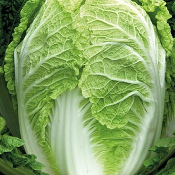 Chinese Cabbage - F1 Questar - Seed Megastore - sku 610 Chinese Cabbage - F1 Questar - Seed Megastore - sku 610