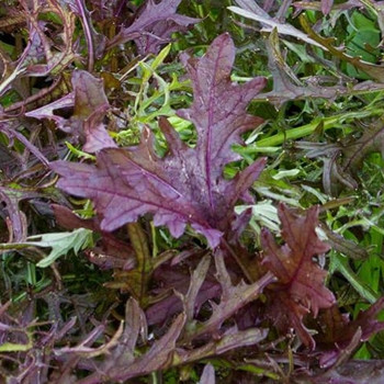 Mustard -  Ruby Streaks - Seed Megastore - sku 619 Mustard -  Ruby Streaks - Seed Megastore - sku 619