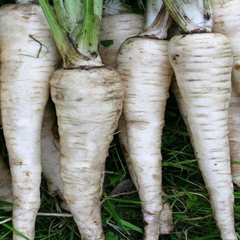 Parsnip - Tender and True - Seed Megastore - sku 652 Parsnip - Tender and True - Seed Megastore - sku 652