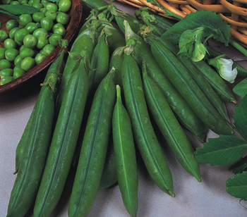 Pea -Douce Provence - 150 Seeds Pea -Douce Provence - 150 Seeds