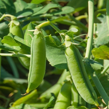 Pea - Early Onward - 150 Seeds Pea - Early Onward - 150 Seeds