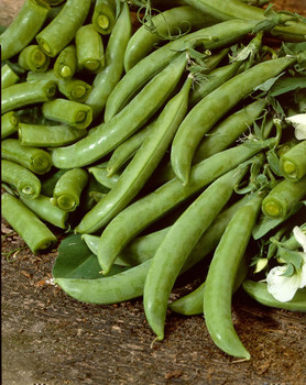 Pea - Delikett - 150 Seeds Pea - Delikett - 150 Seeds