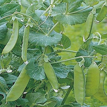 Pea - Oregon Sugar Pod - Seed Megastore - sku 669 Pea - Oregon Sugar Pod - Seed Megastore - sku 669