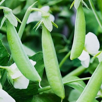 Pea - Ambassador - Seed Megastore - sku 661 Pea - Ambassador - Seed Megastore - sku 661