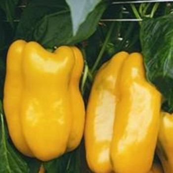 Sweet Pepper - F1 Elfo - Seed Megastore - sku 687 Sweet Pepper - F1 Elfo - Seed Megastore - sku 687