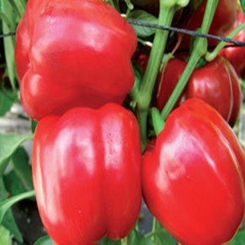Sweet Pepper - F1 Paradise - Seed Megastore - 691 Sweet Pepper - F1 Paradise - Seed Megastore - 691