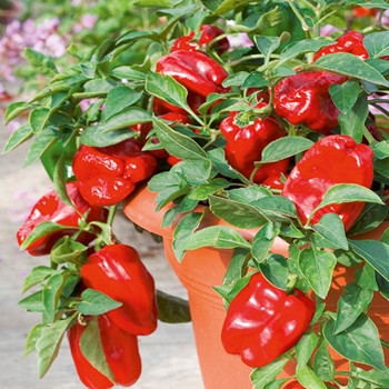 Sweet Pepper - F1 Redskin - Seed Megastore - sku 695