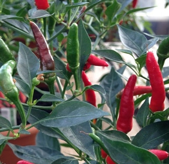 Hot Pepper - Demon Red - 10 Seeds Hot Pepper - Demon Red - 10 Seeds