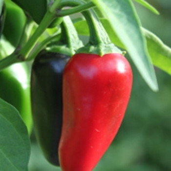 Hot Pepper -Jalapeno - Seed Megastore - sku 725 Hot Pepper -Jalapeno - Seed Megastore - sku 725