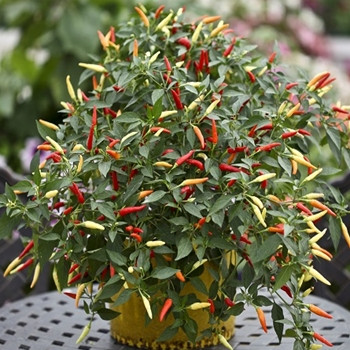 Hot Pepper - F1 Basket of Fire - Seed Megastore - Sku 729
 Hot Pepper - F1 Basket of Fire - Seed Megastore - Sku 729
