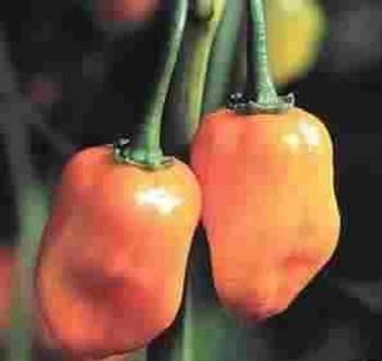 Hot Pepper - Habanero Orange - 10 Seeds Hot Pepper - Habanero Orange - 10 Seeds