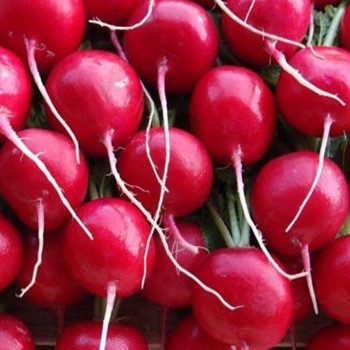 Vegetable Seeds Seed Megastore Buy Uk Seeds Online Today