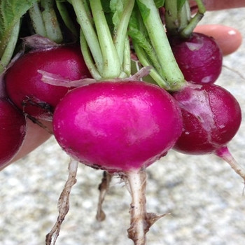 Radish - Viola - Seed Megastore - sku 770 Radish - Viola - Seed Megastore - sku 770
