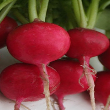 Radish - F1 Venus - Seed Megastore - sku 775  Radish - F1 Venus - Seed Megastore - sku 775