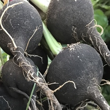 Radish - Black Spanish Round - Seed Megastore - sku 777 Radish - Black Spanish Round - Seed Megastore - sku 777