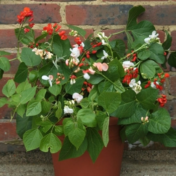 Runner Bean -  Sweepstake - Seed Megastore - sku 799