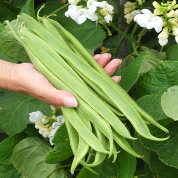 Runner Bean -Moonlight - Seed Megastore - sku 809 Runner Bean -Moonlight - Seed Megastore - sku 809