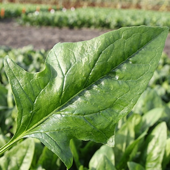 Spinach - F1 Harp - Seed Megastore - sku 830 Spinach - F1 Harp - Seed Megastore - sku 830
