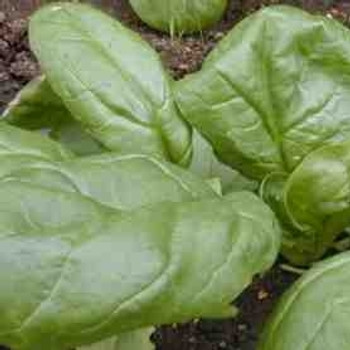 Spinach Winter Giant Spinach Winter Giant