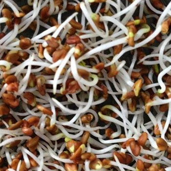 Sprouting Seed -  Alfalfa - Seed Megastore - sku 844 Sprouting Seed -  Alfalfa - Seed Megastore - sku 844