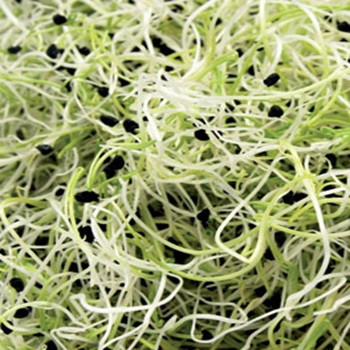 Sprouting Seed -Leek - Seed Megastore - sku 850 Sprouting Seed -Leek - Seed Megastore - sku 850