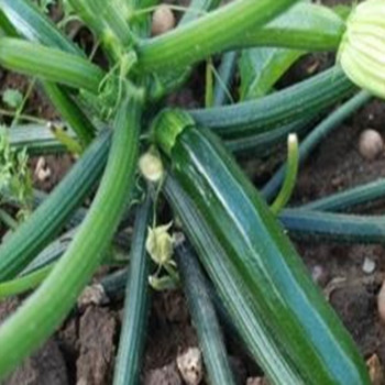 Courgette - F1 Laria - Seed Megastore - sku 868 Courgette - F1 Laria - Seed Megastore - sku 868