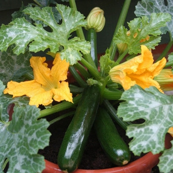 Courgette - F1 Midnight - Seed Megastore - Sku 869 Courgette - F1 Midnight - Seed Megastore - Sku 869