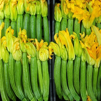 Courgette - F1 Pantheon - Seed Megastore - sku 871 Courgette - F1 Pantheon - Seed Megastore - sku 871