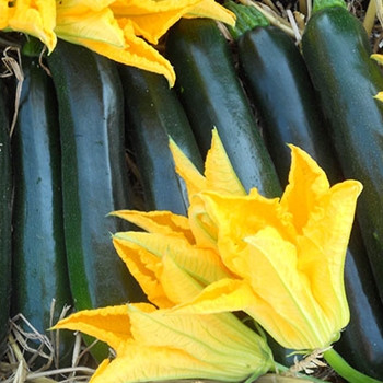 Courgette - F1 Darko - Seed Megastore - sku 886