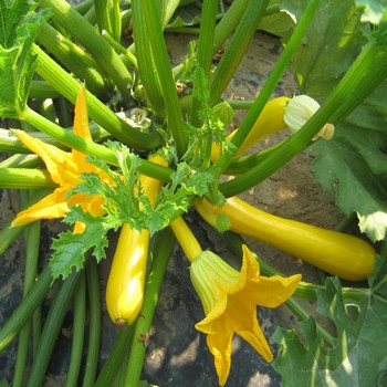 Courgette - F1 Orelia - Seed Megastore - sku 887 Courgette - F1 Orelia - Seed Megastore - sku 887