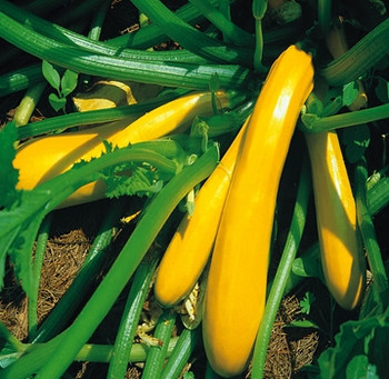 Courgette - F1 Jemmer - Seed Megastore - sku 891 Courgette - F1 Jemmer - Seed Megastore - sku 891