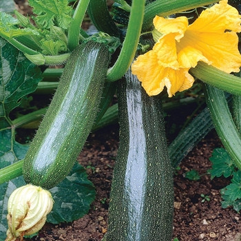 Courgette - F1 Defender - Seed Megastore - sku 892 Courgette - F1 Defender - Seed Megastore - sku 892