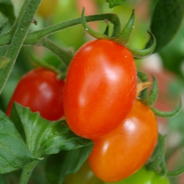 Tomato - F1 Tropical Ruby - Seed Megastore - sku 1001