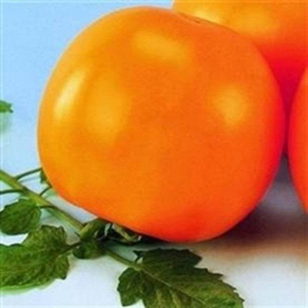 Tomato - F1 Golden Shine - Seed Megastore - sku 1025