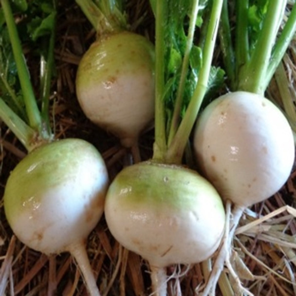 Turnip - F1 Alderton - Seed Megastore - sku 1108