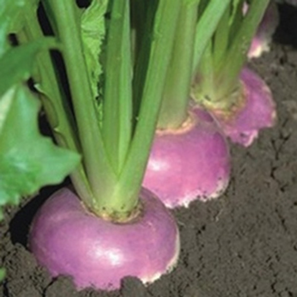 Turnip - F1 Falko - Seed Megastore - sku 1109