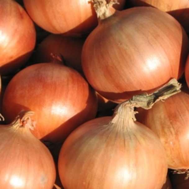 Onion -Rijnsburger 5 - Seed Megastore - sku 583