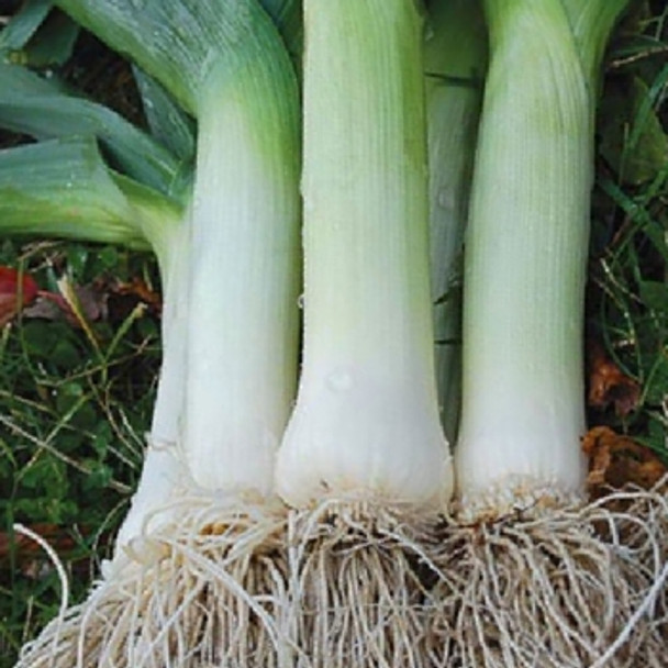 Leek - Musselburgh - Seed Megastore - sku 480