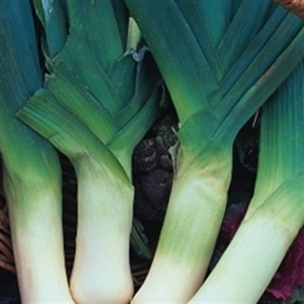 Leek - Giant Winter - Seed Megastore - sku 477