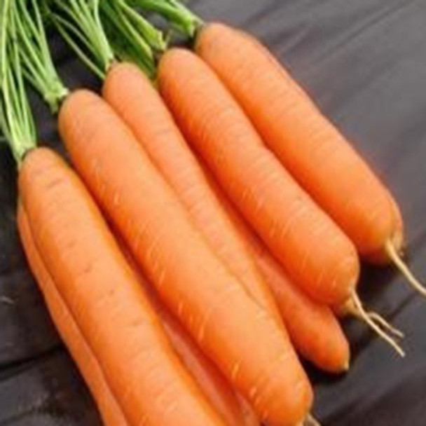 Carrot - Darina - Seed Megastore - Sku 207