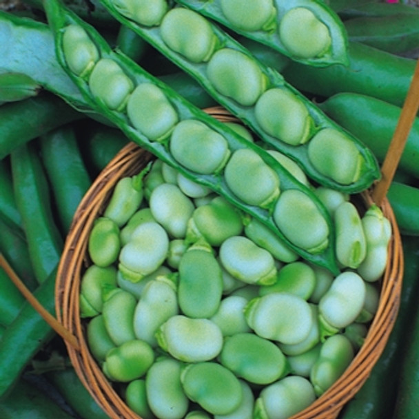 Broad Bean - Masterpiece Green - Seed Megastore - sku 99