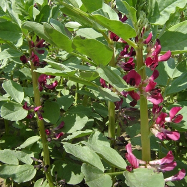 Broad Bean -Crimson Flowered - Seed Megastore - sku 98