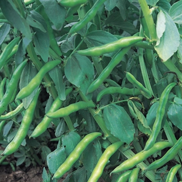 Broad Bean -Aquadulce Claudia - Seed Mega Store - Sku 85