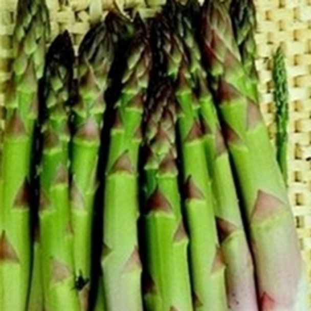 Asparagus - Connover's Colossal - 25 Seeds