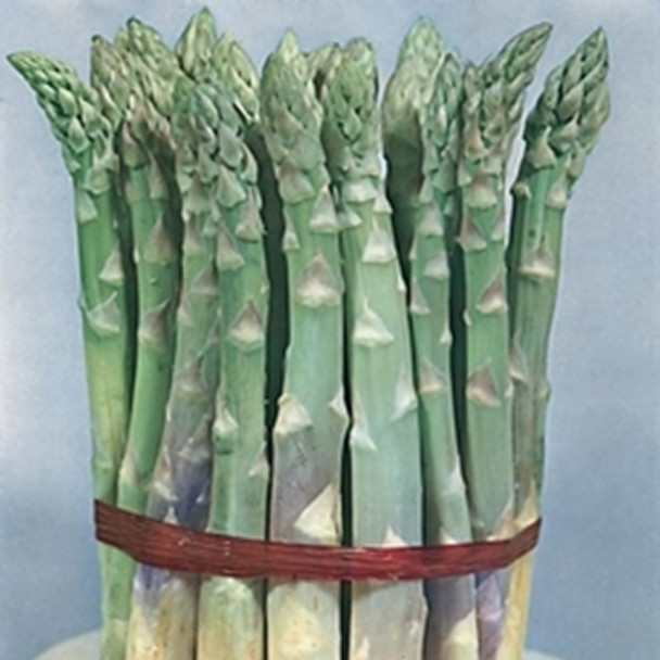Asparagus - Mary Washington - Seed megastore sku 11