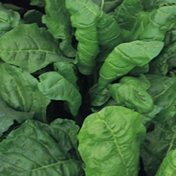 Beet Leaf -Perpetual Spinach - seed megastore - sku 33