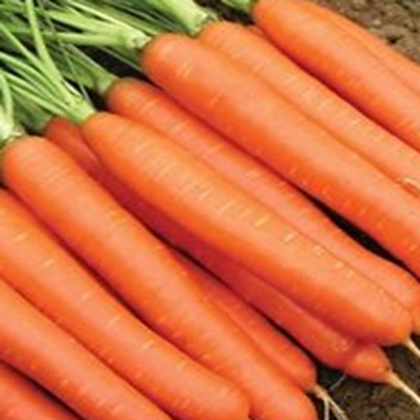 Carrot - Sweet Candle - Seed Megastore - sku 218