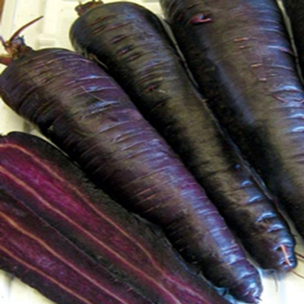 Carrot - Purple Sun - Seed Megastore - Sku 234