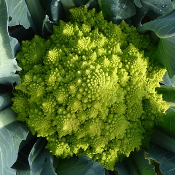 Cauliflower -Romanesco - Seed Megastore - Sku 255