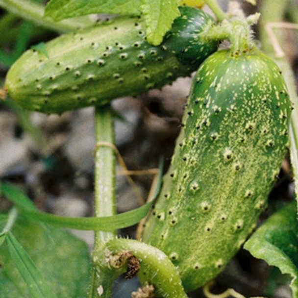 Gherkin - National - Seed Megastore - sku 308